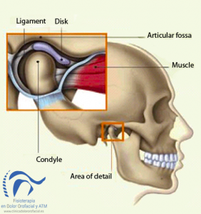 articulación temporomandibular, ATM